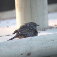 Wren