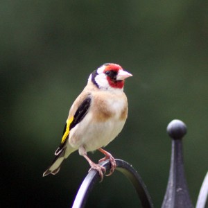 Goldfinch
