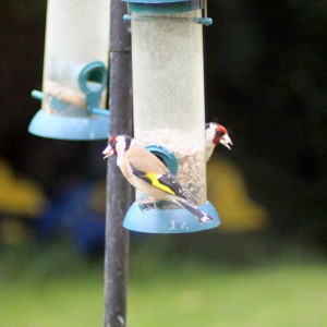 Goldfinch