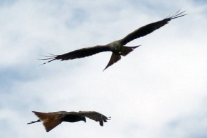 Red Kite 2 Red Kite 2
