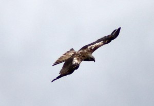 Red Kite 3 Red Kite 3
