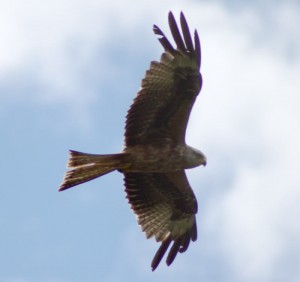 Red Kite 4 Red Kite 4