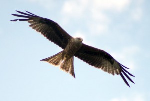 Red Kite 5 Red Kite 5