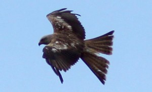 Red Kite 6 Red Kite 6