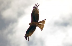 Red Kite 1 Red Kite 1