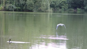 Heron and Cormorant Heron and Cormorant