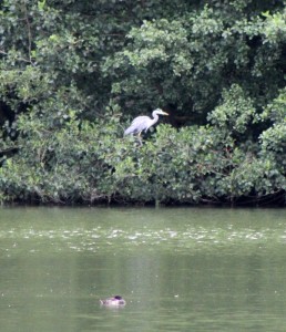 The Heron the other side of the lake The Heron the other side of the lake
