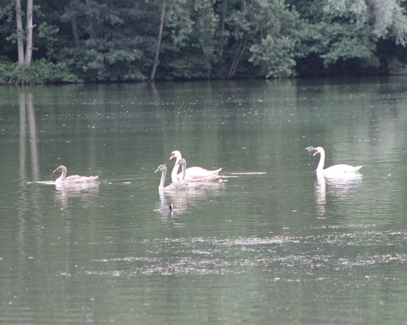 The Swans and Cygnets The Swans and Cygnets