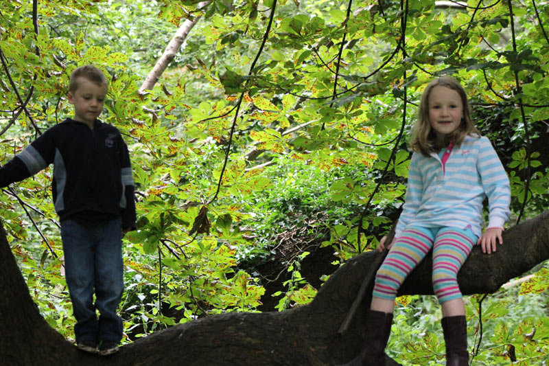 Tree Climbing Tree Climbing