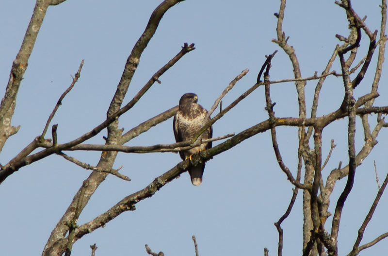 Common Buzzard Common Buzzard