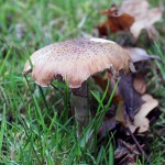 Mushrooms October 2013