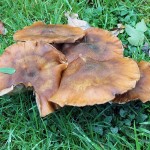 Mushrooms October 2013