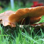 Mushrooms October 2013